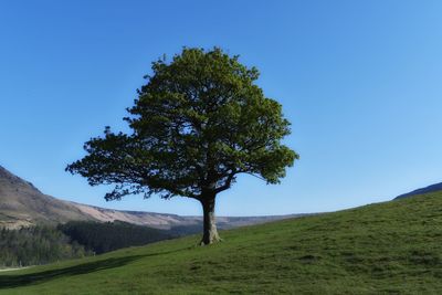 Tree on field against clear blue sky