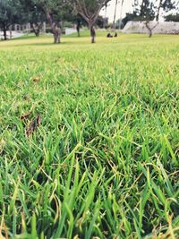 Scenic view of grassy field