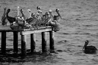 Birds perching on shore