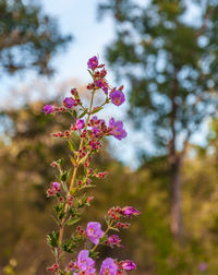 Close-up of pink flowering plant against trees