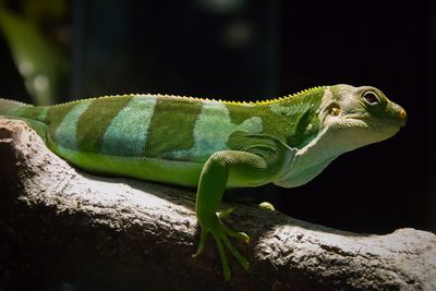 Close-up of lizard on rock