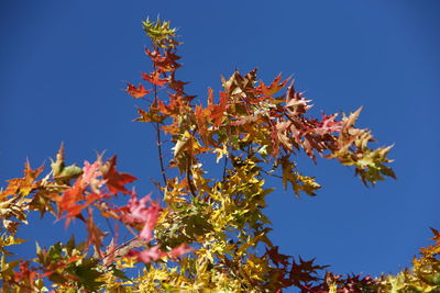 Low angle view of maple tree against sky