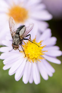 Close-up of bee pollinating on flower