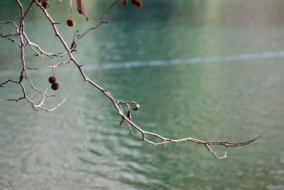 Close-up of leaf against lake