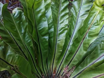 Full frame shot of plants