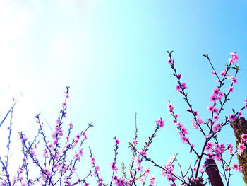 Low angle view of pink flowers against blue sky