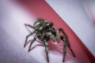 Close-up of spider