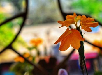 Close-up of orange flowering plant