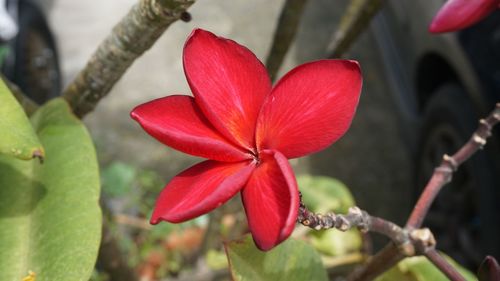 Close-up of red flowering plant
