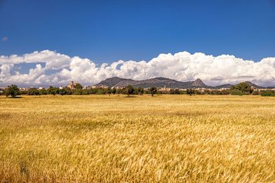 Scenic view of field against sky