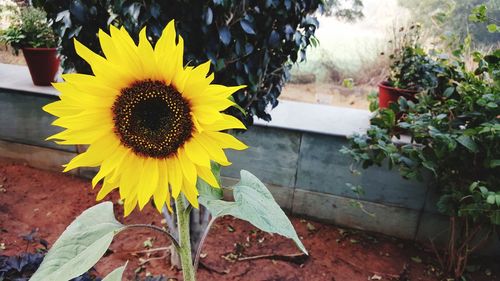 Close-up of sunflower blooming outdoors