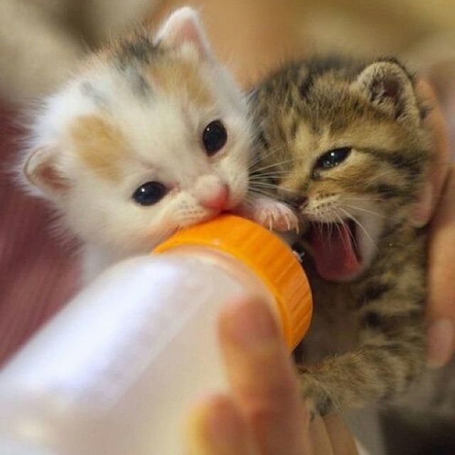 animal themes, one animal, young animal, indoors, close-up, animals in the wild, wildlife, mammal, domestic animals, pets, portrait, looking at camera, cute, focus on foreground, two animals, selective focus, animal head, eating, food and drink, kitten