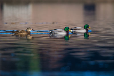 Mallard ducks swimming on lake