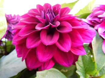 Close-up of pink dahlia flowers