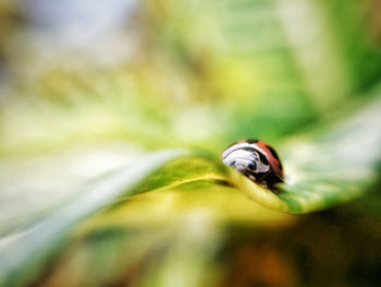 Close-up of insect on leaf