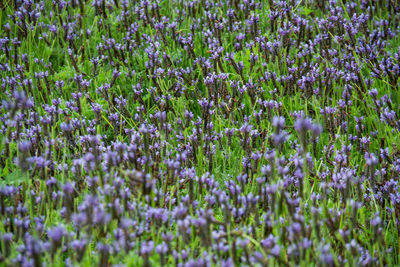 Full frame shot of purple flowering plants on field