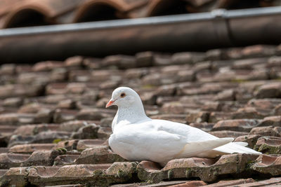 Close-up of seagull perching on wood