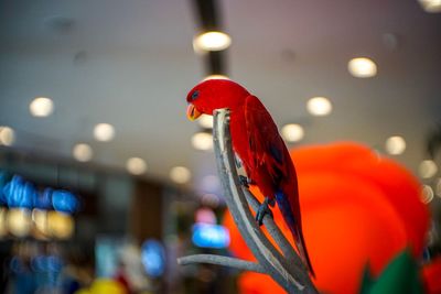 Close-up of parrot perching on illuminated light