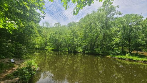 Scenic view of lake by trees in forest