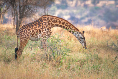 Giraffes on field