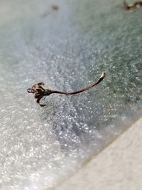 Close-up of insect on wet leaf