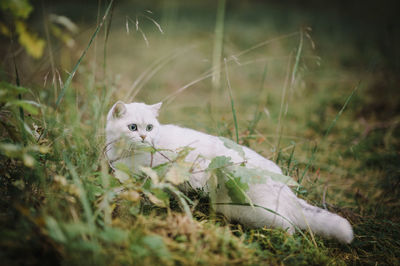 Portrait of white cat on field