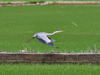 Bird perching on a field