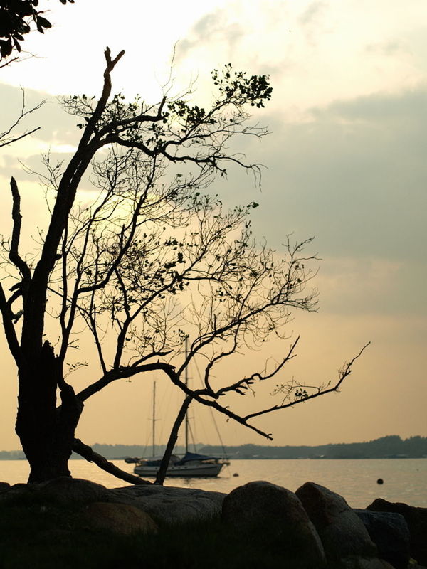 BARE TREE BY ROCKS AGAINST SKY