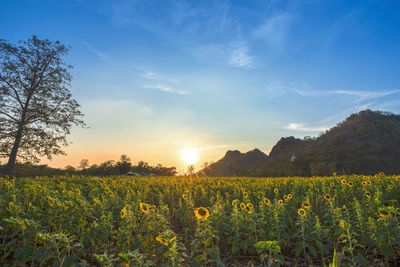 Scenic view of field against sky during sunset