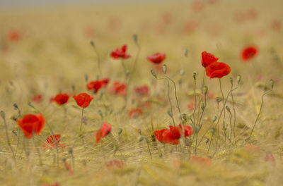 Close-up of red poppy flowers