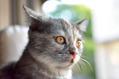Close-up of cat looking away