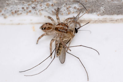 Close-up of spider