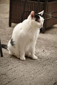 Close-up of a cat looking away