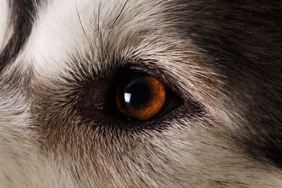 Close-up of dog eye