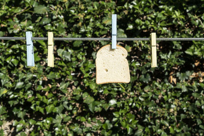 Some slices of bread hanging on a wire in the open air