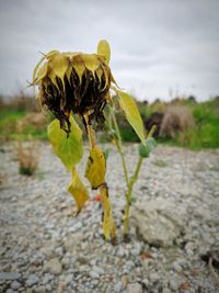 Close-up of wilted sunflower on field