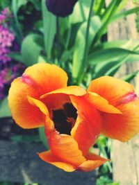 Close-up of orange day lily blooming outdoors