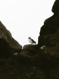 Low angle view of puffing perching on rock formation against clear sky