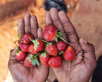 Close-up of hands holding strawberries