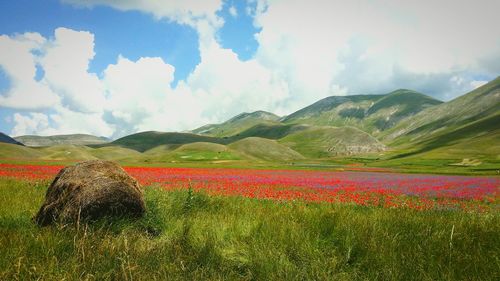 Scenic view of flower bed on grassy mountain against sky