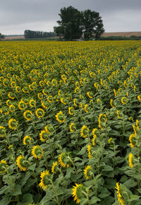 Scenic view of field