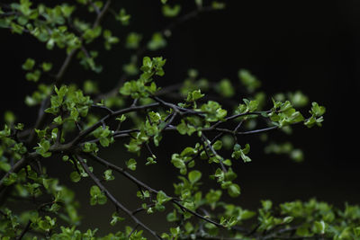 Close-up of fresh green leaves on plant