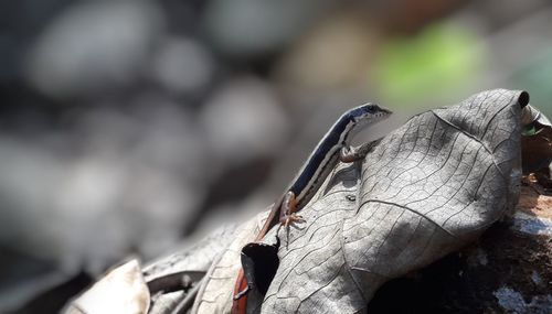 Close-up of lizard on wood