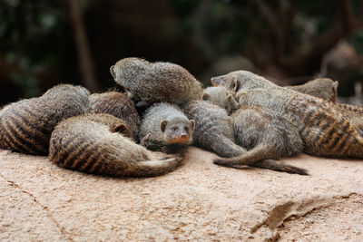 Group of dwarf mongoose snoozing all together.