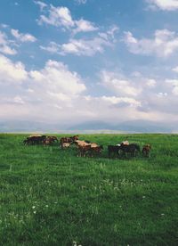 Scenic view of grassy field against sky