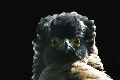 Close-up of eagle against black background