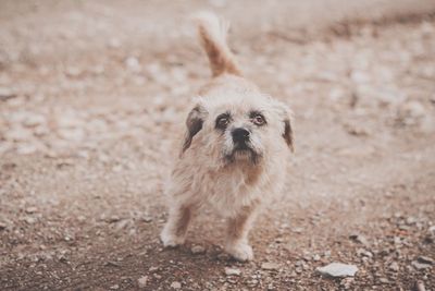 Portrait of stray dog on dirt road