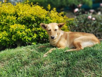 Portrait of dog on field