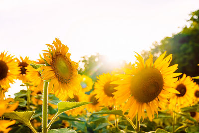 Close-up of yellow flowering plant on field against sky