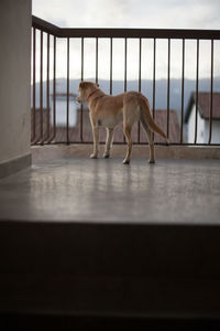 Side view of a dog looking away